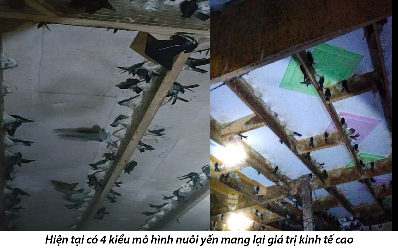 Các kiểu mô hình xây dựng nhà nuôi chim yến hiện nay